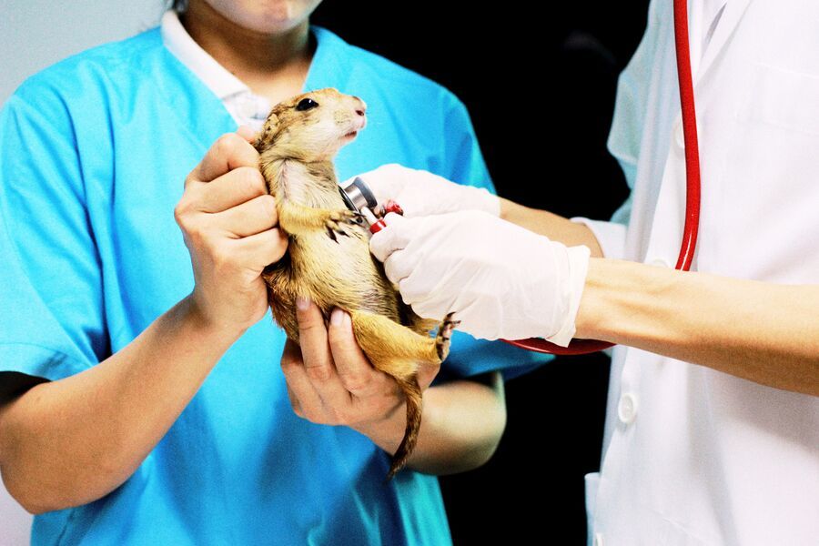 Weterynarze badający małe zwierzątko stetoskopem