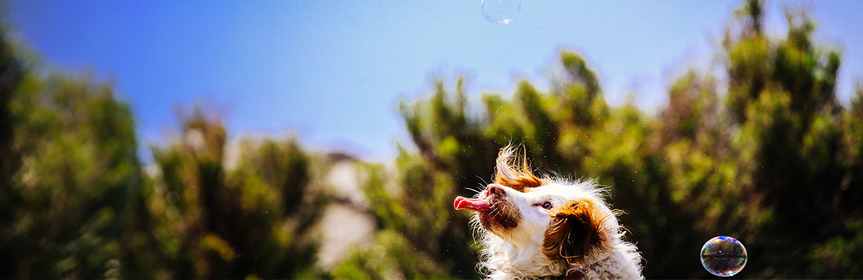 Pies na wolnym powietrzu łapie językiem bańki mydlane