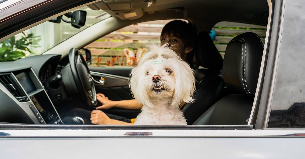 Biały, kudłaty piesek siedzi w samochodzie i zerka przez przednią szybę