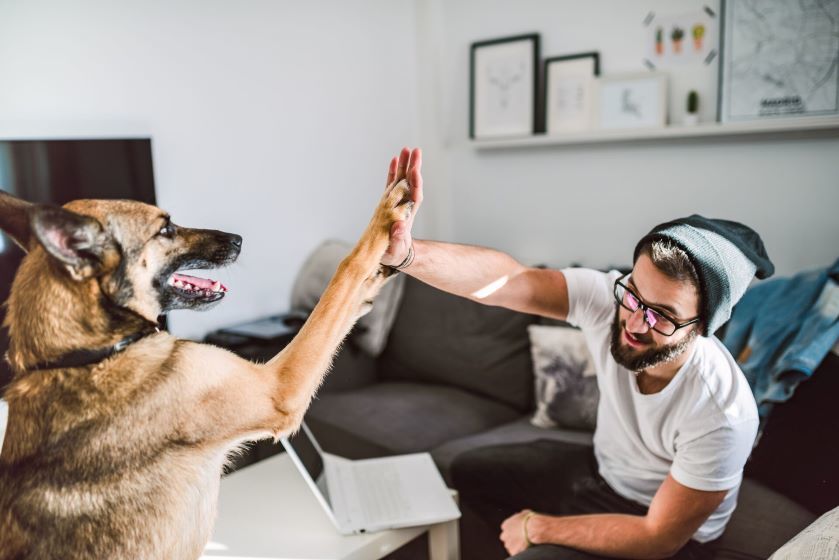 Mężczyzna przybija piątkę z owczarkiem
