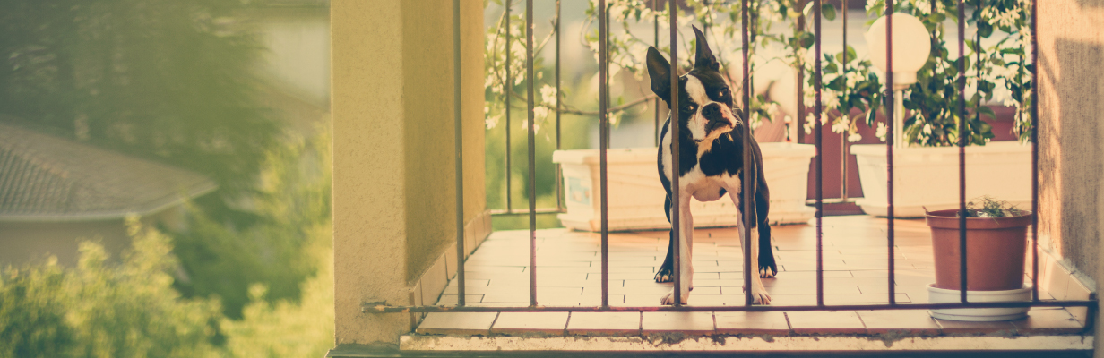 Pies widziany zza krat balkonowych