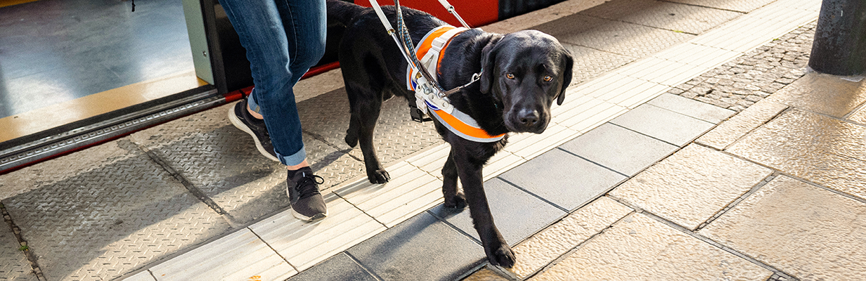 Pies przewodnik prowadzi człowieka